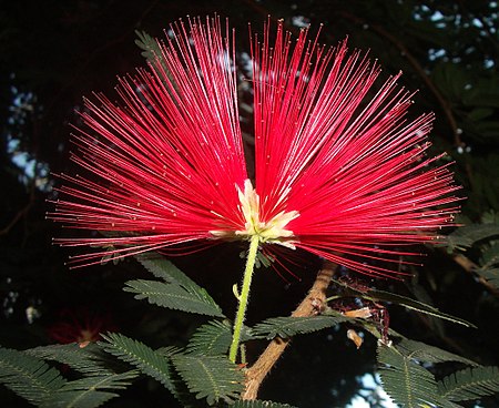 Tập_tin:Calliandra_tweedi.jpg