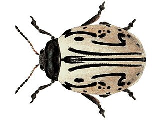 <i>Calligrapha dislocata</i> Species of beetle