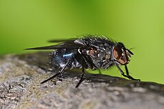 Description de l'image Calliphora vicina 1.JPG.