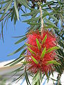 Red bottlebrush flower