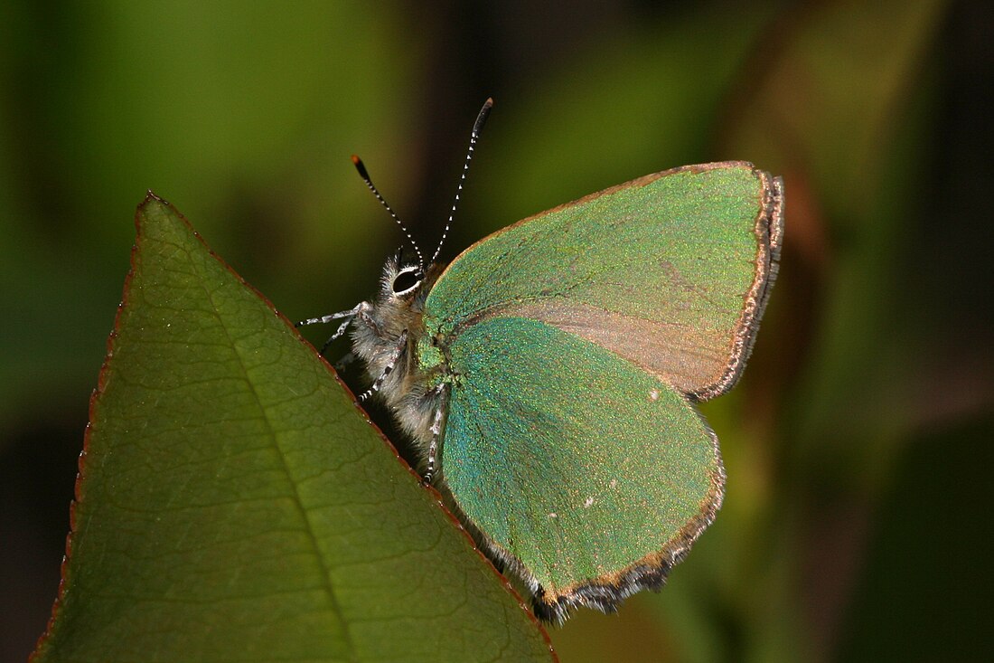 Callophrys