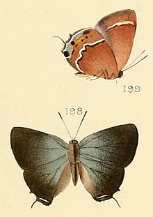 Callophrys spinetorum (Hewitson, 1867) .jpg