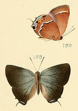 Callophrys spinetorum (Hewitson, 1867)