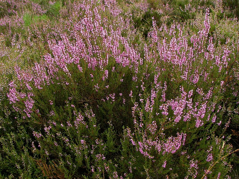 File:Calluna vulgaris 007.jpg