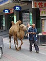 走在街上的骆驼讨钱人