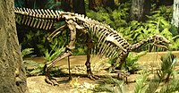 Camptosaurus at CMNH.jpg