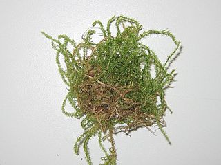 <i>Campylium stellatum</i> Species of moss