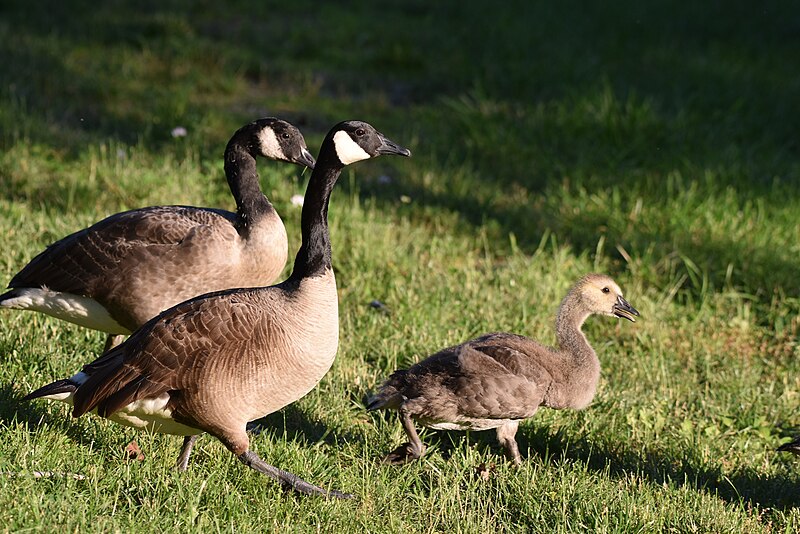 File:Canada goose birding wilde lake 6.15.18DSC 0443.jpg