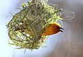 Cape Weaver, Walter Sisulu Ulusal Botanik Bahçesi'nde Ploceus capensis (7862515086) .jpg