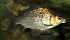 Silver Crucian