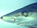 Requin nez noir, détail de la tête et du bout du museau noir.