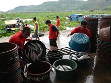 Milkfish aquaculture in fish ponds in Cardona, Rizal, the Philippines.