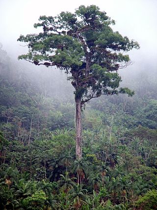 <i>Cariniana</i> Genus of plants