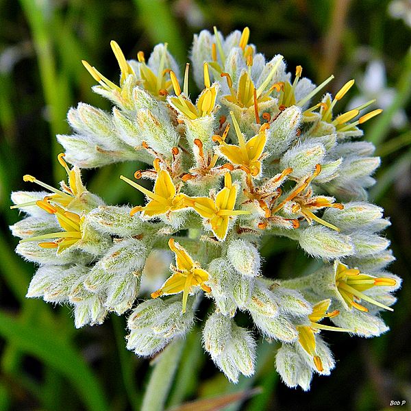 File:Carolina redroot (Lachnanthes caroliana) (7450499000).jpg