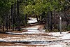 A hiking trail in Carolina Beach State Park