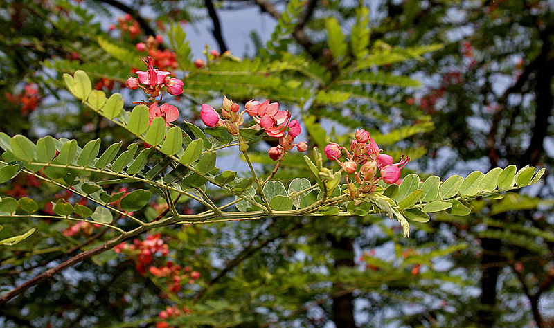 File:Cassia roxburghii (Red Cassia) in Hyderabad W IMG 8954.jpg