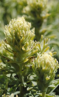 <i>Castilleja grisea</i> Species of flowering plant