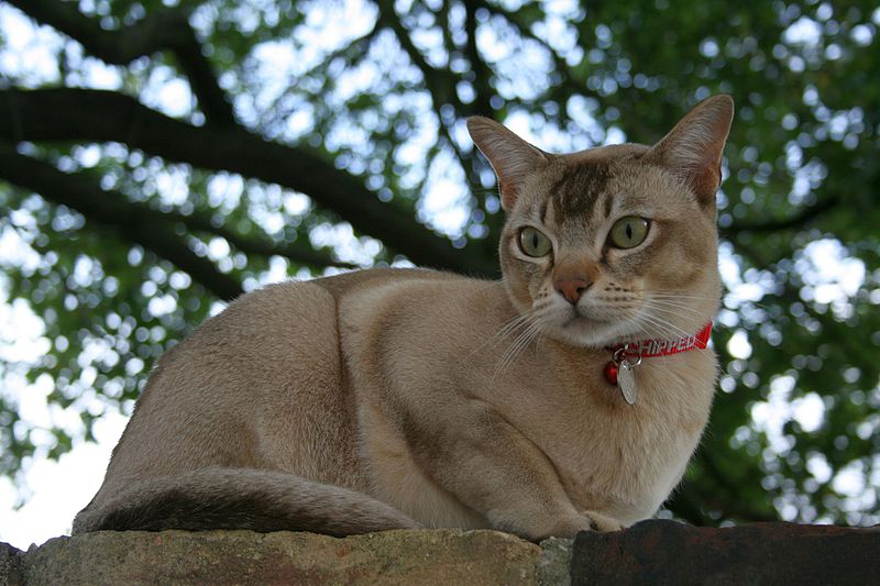 File:Cat (20218368328).jpg