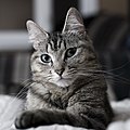 Cat (2188027041).jpg by Czar