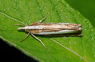 <i>Catoptria pyramidellus</i> Species of moth