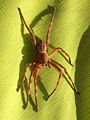 Cederberg rain spider.jpg
