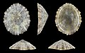 * Nomination Shell of a Variegated Limpet, Cellana tramoserica --Llez 04:47, 31 July 2021 (UTC) * Promotion  Support Good quality. --Knopik-som 04:53, 31 July 2021 (UTC)