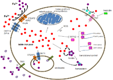 TfR1 = transferrin receptor 1 in Human iron metabolism. Cellular iron homeostasis.png