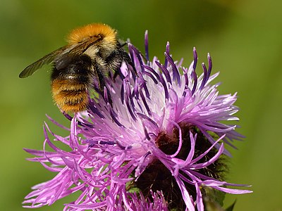 Centaurea phrygia - Bombus pascuorum