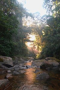 Bladen Nature Reserve is the country's largest nature reserve, preserving a valley of undisturbed old growth rainforest. It is surrounded on all sides by other conservation areas. Central River at sunrise.JPG