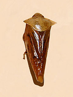 <i>Leptataspis acuta</i> Species of true bug