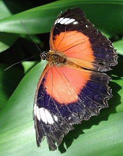 Cethosia cydippe spp (aka red lacewing) Cethosia cydippe ssp. chrysippe.JPG