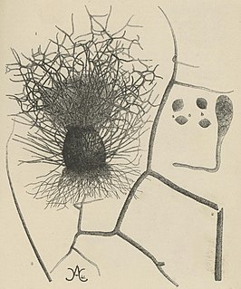 <i>Chaetomium elatum</i> Species of fungus