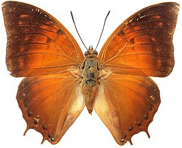 Charaxes amycus