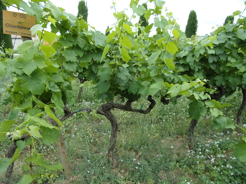 File:Chardonnay - vines.jpg