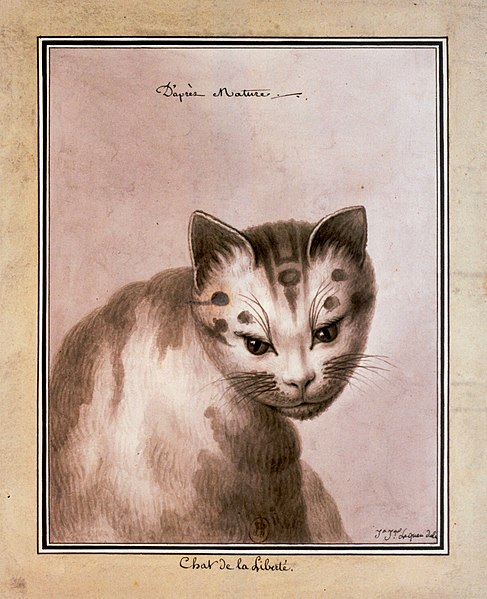 File:Chat de la liberté.jpg