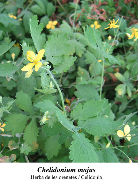 File:Chelidonium majus 1.jpg