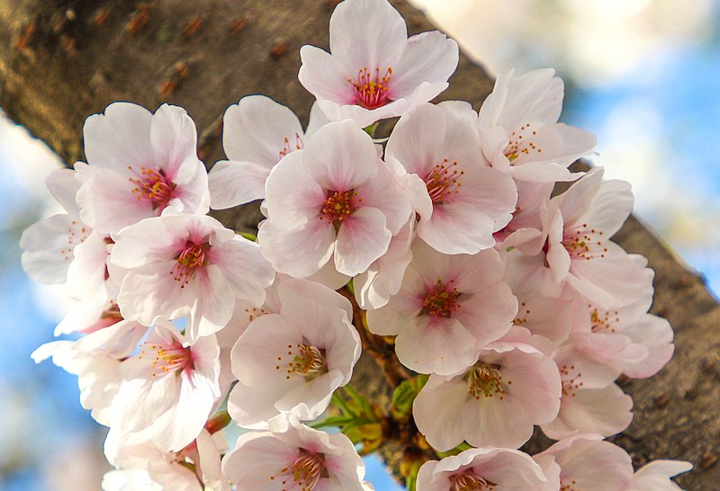 File:Cherry Blossoms Digital Background - Flowers (a49dd54b-1fd0-43e8-b94e-f5aeb0303811).jpg