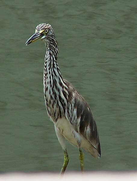 File:Chinese Pond Heron in Winter.jpg