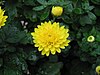 Chrysanthemum x grandiflorum 03.jpg