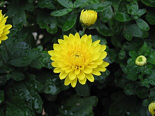 Chrysanthemum × grandiflorum