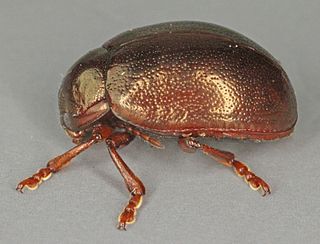 <i>Chrysolina staphylaea</i> Species of beetle