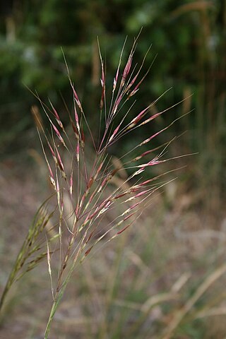 <i>Chrysopogon gryllus</i> Species of grass