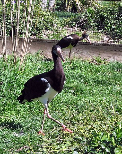 File:Ciconia abdimii 1.jpg