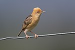 Cisticola exilis - Cornwallis Rd.jpg