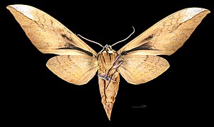 Clanis undulosa mounted specimen - female ventral