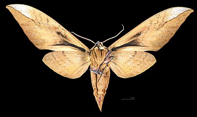 Femelle - Revers MHNT