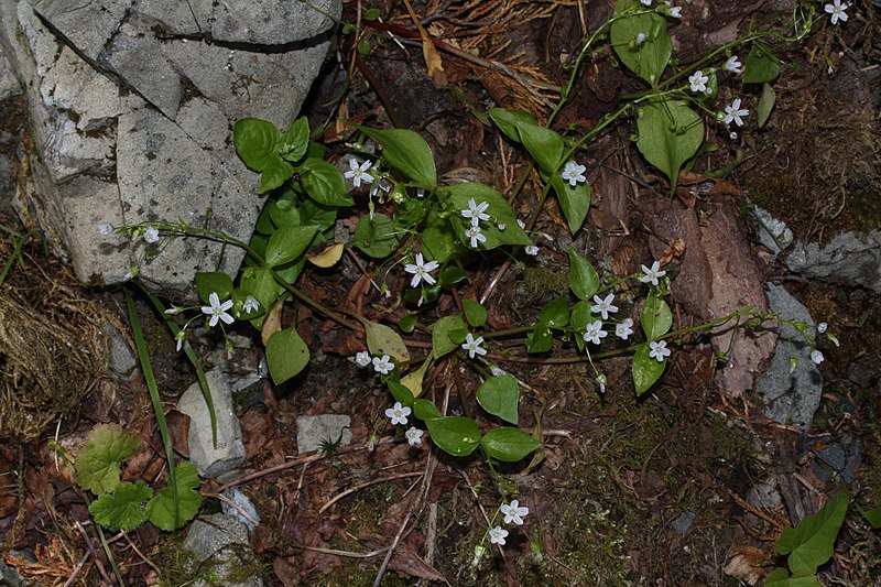 File:Claytonia sibirica 6778.JPG