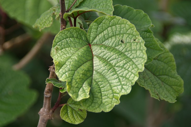 File:Clerodendrum speciosissimum 19zz.jpg