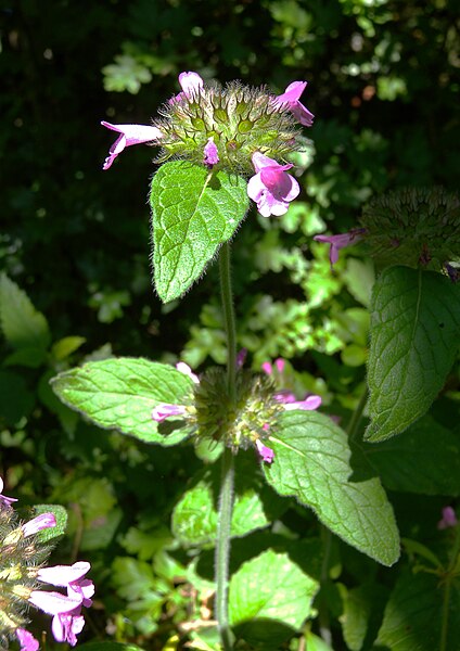 File:Clinopodium vulgare plant2.jpg