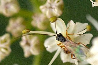 <i>Clistopyga</i> Genus of wasps